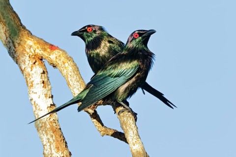 Metallic Starling (Aplonis metallica), Queensland, Australia