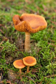 Freckle-gilled gymnopilus (Gymnopilus penetrans) fruiting body, lamellar fungus, low depth of