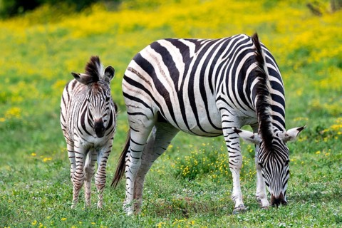 Burchell's zebra (Equus quagga burchelli) with foal standing in a flower meadow, Addo Elephant
