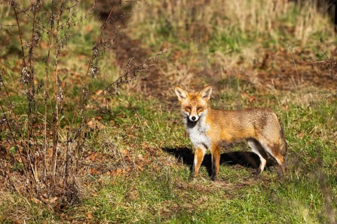 Young red fox (Vulpes vulpes) on the grounds of the Freie Universität Berlin, Dahlem, Zehlendorf,