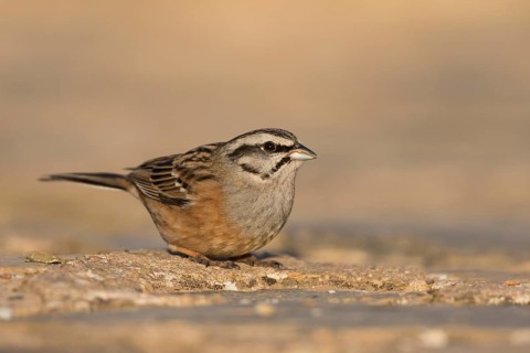 Rock Bunting -Zippammer - Emberiza cia ssp. cia, Spain, adult male