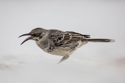 Hood Mockingbird (Mimus macdonaldi), Galapagos, Ecuador