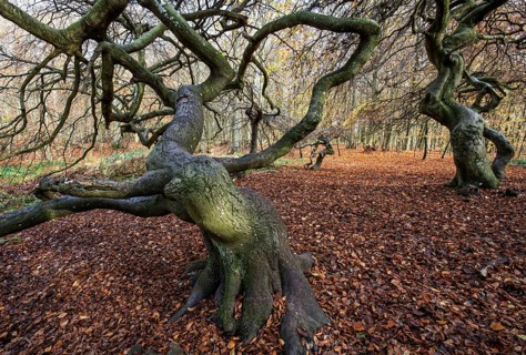 Süntelbuchen (Fagus sylvatica), cripple beeches, Hexenwald, Semper Forest Park, near Lietzow,