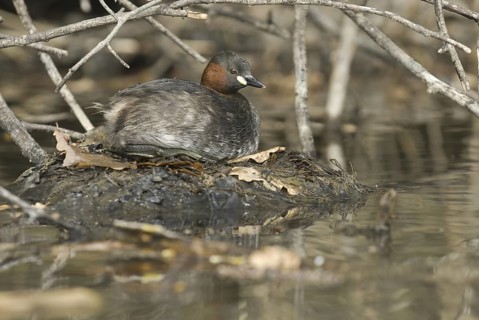 Little Grebe (Tachybaptus ruficollis), Saxony, Germany