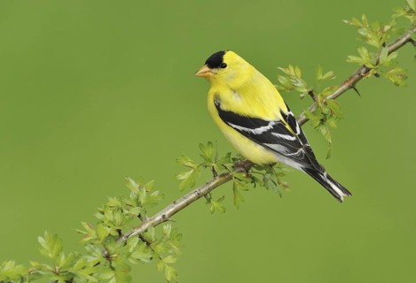American Goldfinch (Spinus tristis) male, British Columbia, Canada