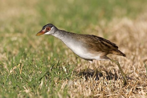 White-browed Crake (Porzana cinerea), Kimberley, Western Australia, Australia