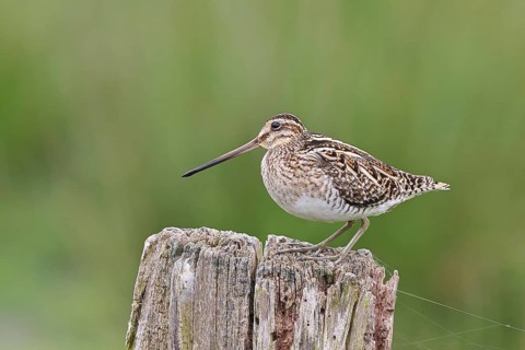 Snipe (Gallinago gallinago), standing on fence post of a pasture, on moorland, snipe birds,