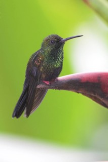 Bronze-tailed Plumeleteer (Chalybura urochrysia), Costa Rica