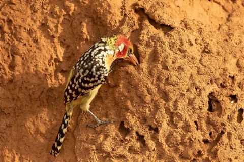 Red-and-yellow Barbet (Trachyphonus erythrocephalus), Samburu, Kenya