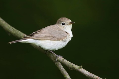 Red-breasted Flycatcher (Ficedula parva) juvenile, Hungary
