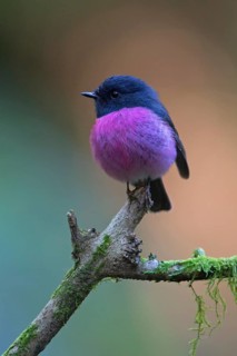 Pink Robin (Petroica rodinogaster) male perched on a mossy branch, Victoria, Australia