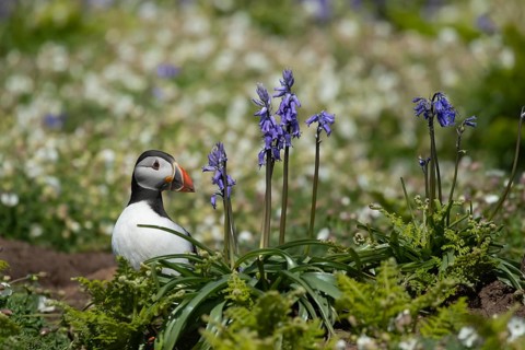 Atlantic puffin (Fratercula arctica) adult auk seabird bird amongst flowering Sea campion and