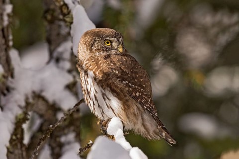 Eurasian Pygmy Owl (Glaucidium passerinum) perched on a snowy branch, Aosta Valley, Italy