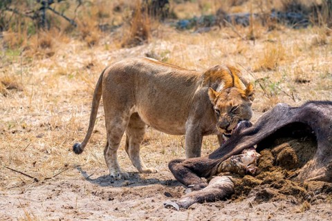 Lioness (Panthera leo) feeding on the carcass of a dead Cape buffalo, Moremi Game Reserve, Botswana