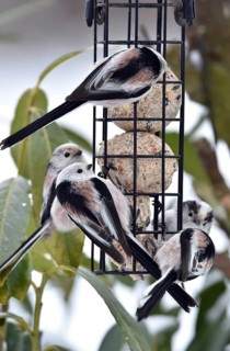 Long-tailed tits (Aegithalos caudatus) eating tit dumplings in winter, Schleswig-Holstein, Germany