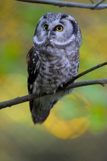 Rauhfusskauz (Aegolius funereus), Boreal owl, adultes Tier, Oktober, captive, Nationalpark