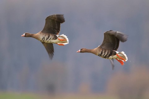 Greater White-fronted Goose (Anser albifrons) flying, North Rhine-Westphalia, Germany