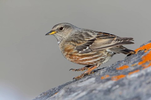 Alpenbraunelle, Alpine Accentor, Prunella collaris, Accenteur alpin, Acentor Alpino