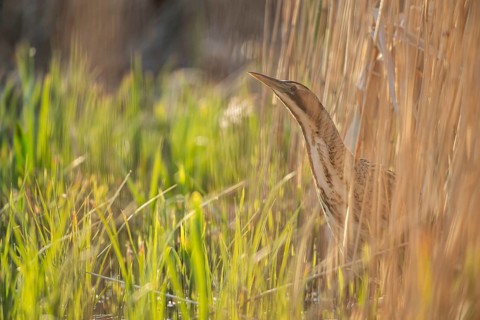 Great or Eurasian bittern (Botaurus stellaris) adult bird in a reedbed in spring, RSPB Minsmere