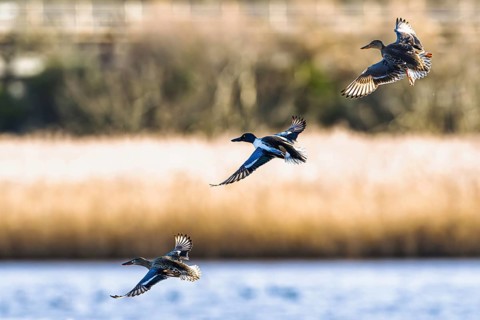 Northern Shoveler, Spatula clypeata, birds in flight over marshes