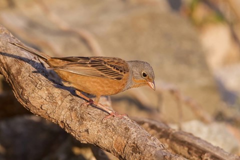 Cretzschmar's Bunting - Grauortolan - Emberiza caesia, Cyprus, adult male