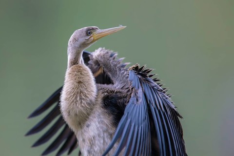 Australasian Darter (Anhinga novaehollandiae) Weibchen, Victoria, Australia