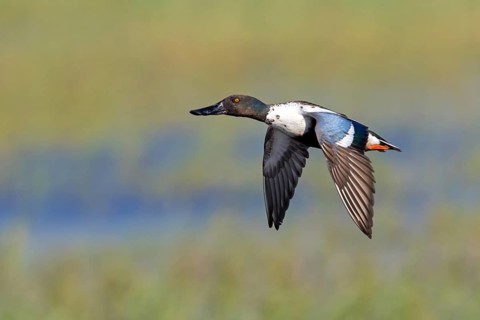 Shoveler, (Anas clypeata), flight photo, animals, birds, ducks, duck family, male, drake, Lake