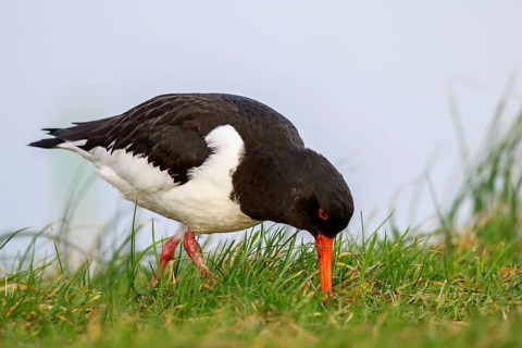 Eurasian Oystercatcher (Haematopus ostralegus), Netherlands