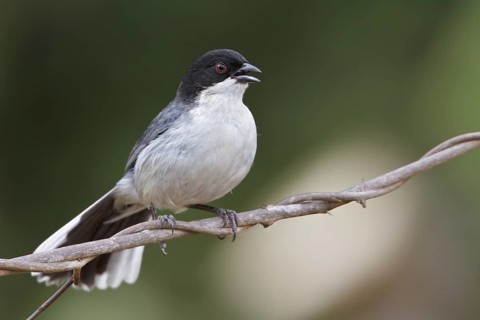 Black-capped Warbling-Finch (Poospiza melanoleuca) perched on a branch in Bolivia, South America