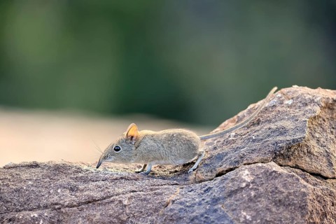 Short-eared Trunked Shrew (Macroscelides probosideus), Short-eared Elephant Shrew, Short-eared
