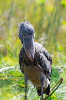 Shoebill (Balaeniceps rex), juvenile, swamps of Mabamba, Lake Victoria, Uganda