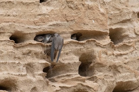 Sand martin (Riparia riparia) nesting in a sand pit Sand excavation and feeding chicks in a nest in
