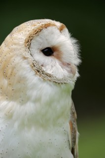 Barn owl (Tyto alba), portrait, captive, North Rhine-Westphalia, Germany