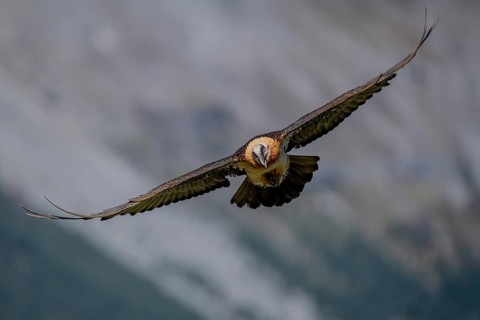 Bearded vulture (Gypeatus barbatus), in flight, Pyrenees, Spain