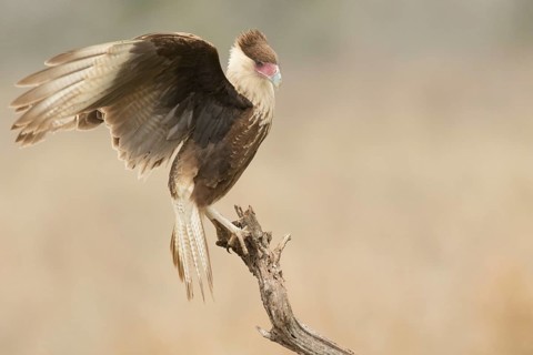 Northern Crested Caracara (Caracara cheriway) juvenile, Texas, USA