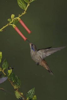 Brown Violetear (Colibri delphinae), Ecuador