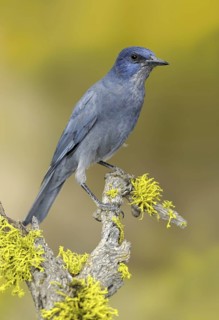 Pinyon Jay (Gymnorhinus cyanocephalus), Oregon, USA