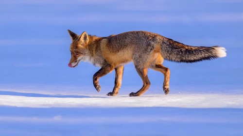 Red fox (Vulpes vulpes), foraging in a meadow covered with snow, Swabian Alb biosphere reserve,