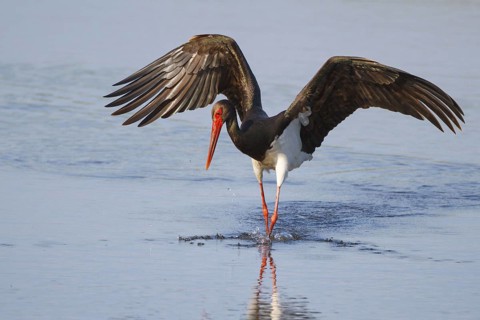 Black Stork (Ciconia nigra) foraging, Greece