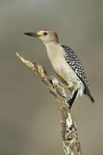 Golden-fronted Woodpecker (Melanerpes aurifrons), Texas, USA