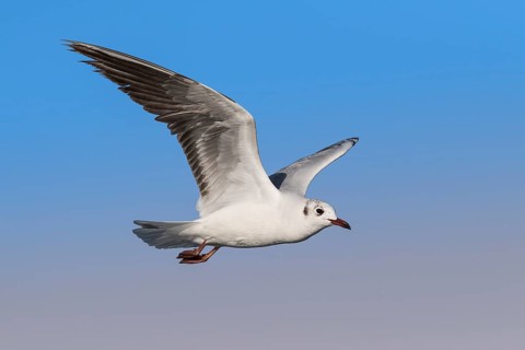Black-headed Gull (Chroicocephalus ridibundus) flying, Eilat, Israel