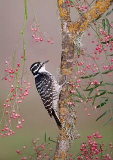 White-breasted Nuthatch (Sitta carolinensis) female, California, USA