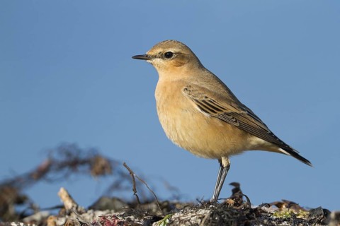 Northern Wheatear (Oenanthe oenanthe) female, Schleswig-Holstein, Germany