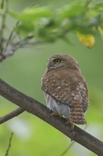 Ferruginous Pygmy Owl (Glaucidium brasilianum) perched on a branch in Costa Rica