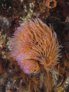 Giant purple fan worm (Sabellastarte longa) with dynamic tentacles surrounded by a colourful sea