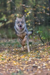 One young male eurasian gray wolf (Canis lupus lupus) running thru a forest with rocks and heather.