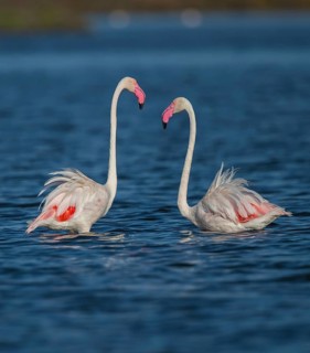 Greater Flamingo (Phoenicopterus roseus), Sardinia, Italy