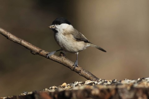 Marsh Tit (Poecile palustris), Baden-Wuerttemberg, Germany