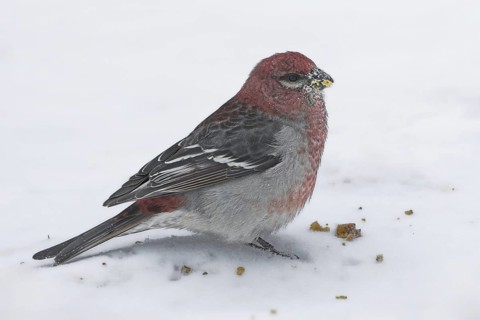 Pine Grosbeak (Pinicola enucleator) male, Ontario, Canada