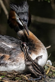 Great Crested Grebe (Podiceps Scalloped ribbonfish) with juvenile, Emsland, Lower Saxony, Germany